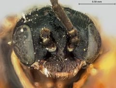 Pseudodineura lehosa by the Smithsonian. Used under a CC0 license.
