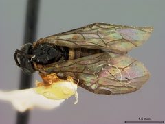 Pseudodineura lehosa by the Smithsonian. Used under a CC0 license.