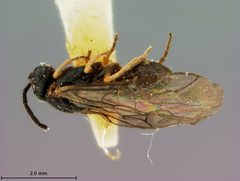 Pseudodineura lehosa by the Smithsonian. Used under a CC0 license.