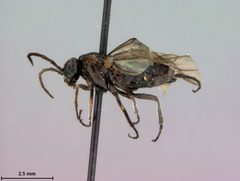 Rhadinoceraea lucida by the Smithsonian. Used under a CC0 license.