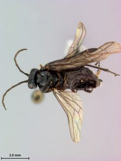 Rhadinoceraea lucida by the Smithsonian. Used under a CC0 license.