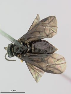 Rhadinoceraea sodsensis by the Smithsonian. Used under a CC0 license.