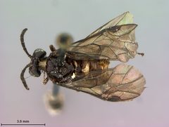 Rhadinoceraea utahensis by the Smithsonian. Used under a CC0 license.