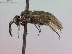 Rhadinoceraea utahensis by the Smithsonian. Used under a CC0 license.