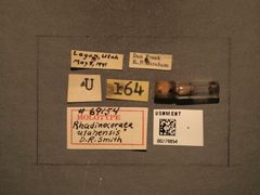 Rhadinoceraea utahensis by the Smithsonian. Used under a CC0 license.