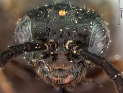 Rhadinoceraea utahensis by the Smithsonian. Used under a CC0 license.