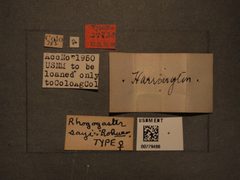 Rhogogaster sayi by the Smithsonian. Used under a CC0 license.