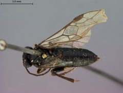 Rhogogaster sayi by the Smithsonian. Used under a CC0 license.