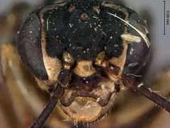 Rhogogaster sayi by the Smithsonian. Used under a CC0 license.
