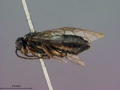 Rhogogaster sayi by the Smithsonian. Used under a CC0 license.