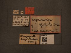 Rhogogaster sayi by the Smithsonian. Used under a CC0 license.