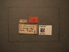 Scolioneura luteopicta by the Smithsonian. Used under a CC0 license.