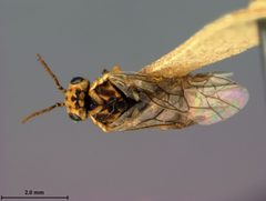 Scolioneura luteopicta by the Smithsonian. Used under a CC0 license.