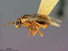 Scolioneura luteopicta by the Smithsonian. Used under a CC0 license.