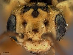 Scolioneura luteopicta by the Smithsonian. Used under a CC0 license.
