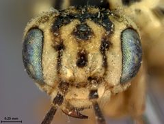 Scolioneura populi by the Smithsonian. Used under a CC0 license.