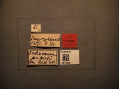 Scolioneura populi by the Smithsonian. Used under a CC0 license.