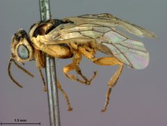 Scolioneura populi by the Smithsonian. Used under a CC0 license.