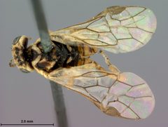Scolioneura populi by the Smithsonian. Used under a CC0 license.