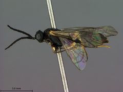 Strongylogaster lata by the Smithsonian. Used under a CC0 license.