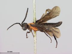 Strongylogaster melanogaster by the Smithsonian. Used under a CC0 license.