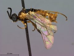 Strongylogaster remotus by the Smithsonian. Used under a CC0 license.