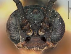 Strongylogaster remotus by the Smithsonian. Used under a CC0 license.