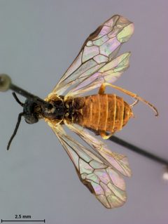 Strongylogaster remotus by the Smithsonian. Used under a CC0 license.