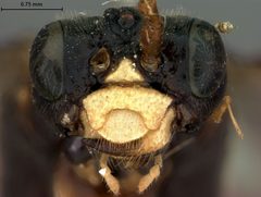 Taxonus fletcheri by the Smithsonian. Used under a CC0 license.