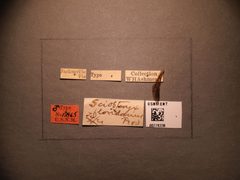 Taxonus floridanus by the Smithsonian. Used under a CC0 license.