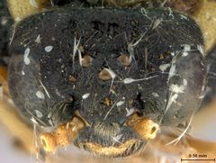 Taxonus floridanus by the Smithsonian. Used under a CC0 license.