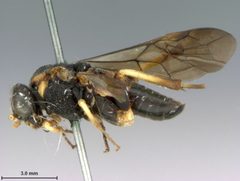 Taxonus floridanus by the Smithsonian. Used under a CC0 license.