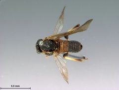 Taxonus floridanus by the Smithsonian. Used under a CC0 license.