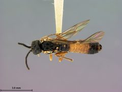 Taxonus lenis by the Smithsonian. Used under a CC0 license.