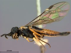 Taxonus lenis by the Smithsonian. Used under a CC0 license.