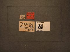 Taxonus lenis by the Smithsonian. Used under a CC0 license.