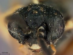 Taxonus lenis by the Smithsonian. Used under a CC0 license.