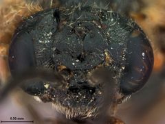 Tomostethus multicinctus by the Smithsonian. Used under a CC0 license.