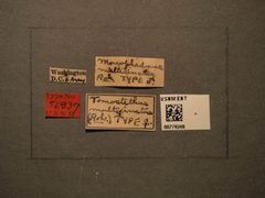Tomostethus multicinctus by the Smithsonian. Used under a CC0 license.