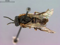 Tomostethus multicinctus by the Smithsonian. Used under a CC0 license.