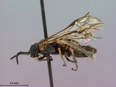 Tomostethus multicinctus by the Smithsonian. Used under a CC0 license.