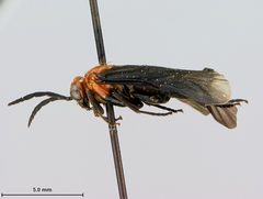 Waldheimia bedeae by the Smithsonian. Used under a CC0 license.