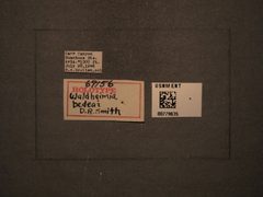 Waldheimia bedeae by the Smithsonian. Used under a CC0 license.