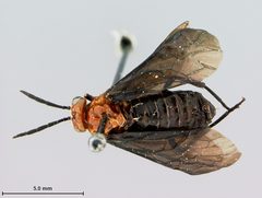Waldheimia bedeae by the Smithsonian. Used under a CC0 license.