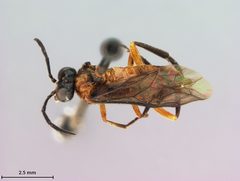 Waldheimia melanocephala by the Smithsonian. Used under a CC0 license.