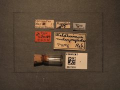 Waldheimia melanocephala by the Smithsonian. Used under a CC0 license.