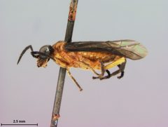 Waldheimia melanocephala by the Smithsonian. Used under a CC0 license.
