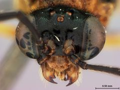 Waldheimia melanocephala by the Smithsonian. Used under a CC0 license.