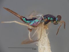 Cassidocida aspidomorphae by the Smithsonian. Used under a CC0 license.
