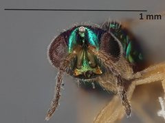 Cassidocida aspidomorphae by the Smithsonian. Used under a CC0 license.